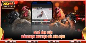 Đá Gà Bình Luận - Trải Nghiệm Xem Trận Đấu Sống Động